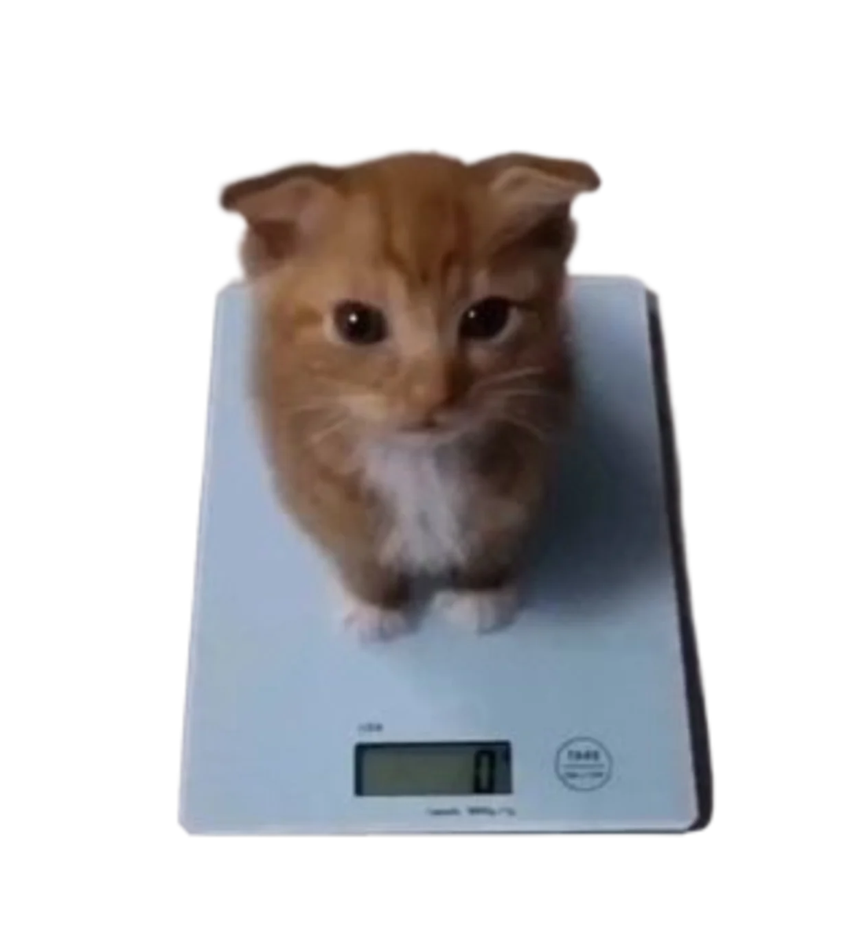 Weightless Cat standing on the scale