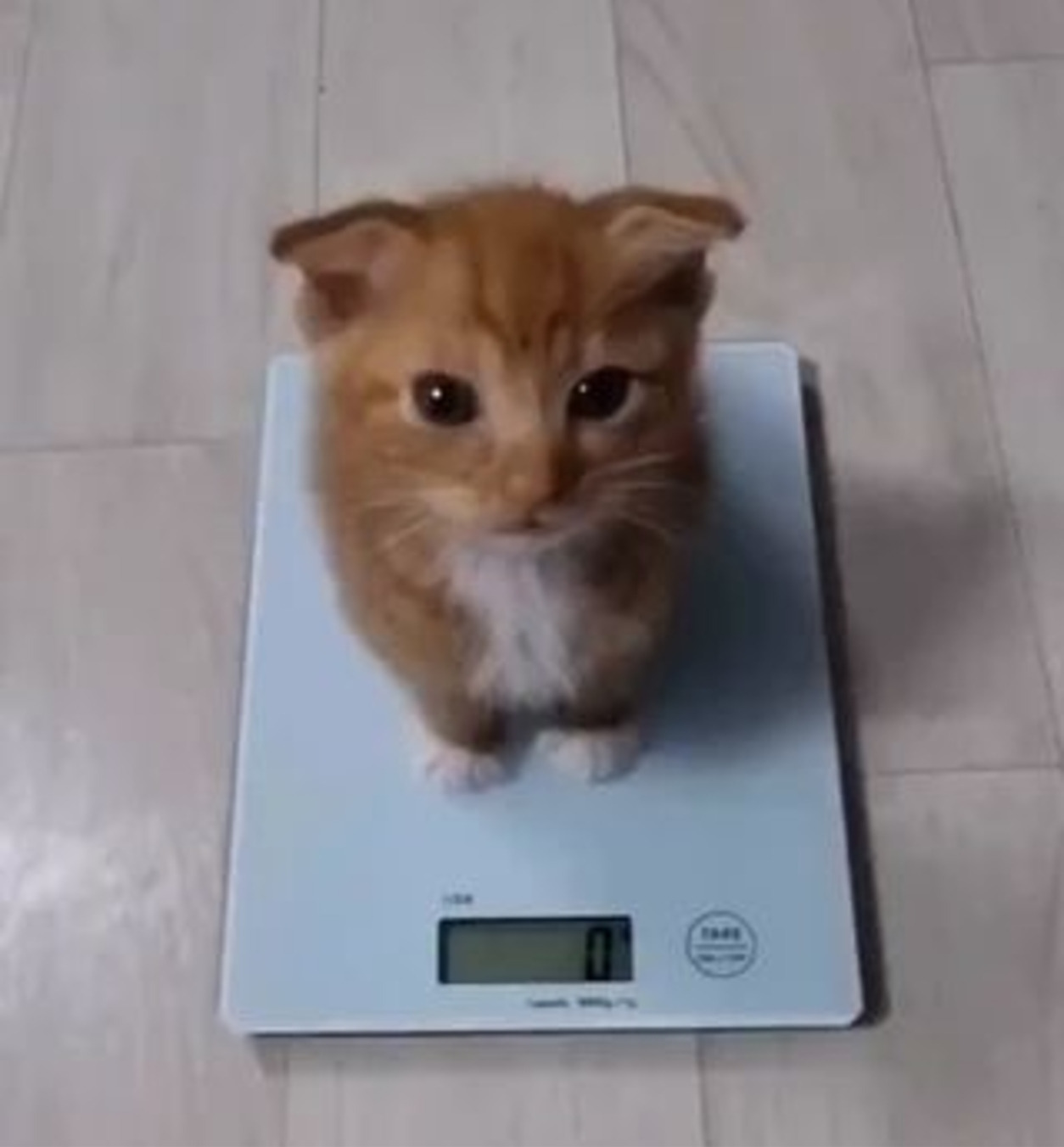 Weightless Cat sitting on a kitchen scale reading zero